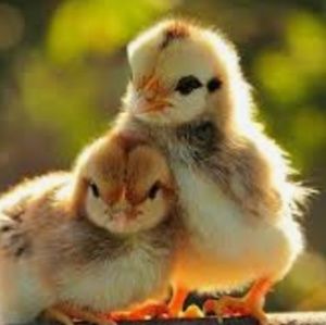 Meet your Posher, Addie